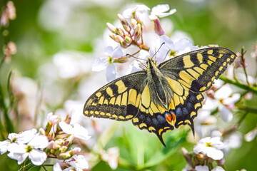 close up of a swallowtail butterfly on white sweet rocket  flower
