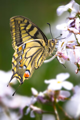 close up of a swallowtail butterfly on white sweet rocket  flower