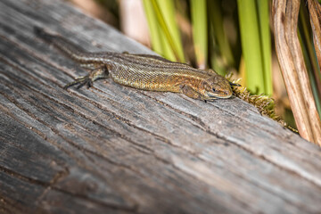 common lizard on a tree log 
