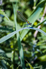 damselfly on leaf
