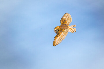 barn owl in flight hunting with blue sky background