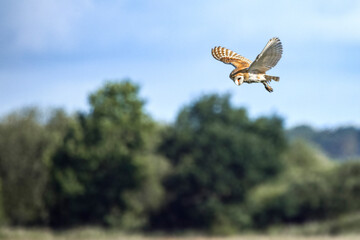 barn owl hunting in flight over meadow