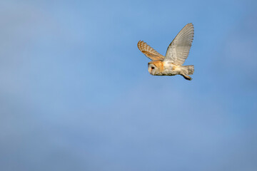 Fototapeta na wymiar barn owl in flight hunting with blue sky background