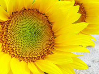 Blooming sunflowers in the field, flower close-up
