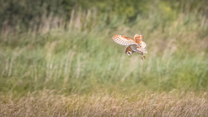 barn owl hunting in flight over meadow