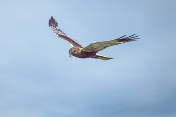 marsh harrier in flight with blue sky background
