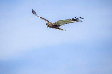 marsh harrier in flight with blue sky background