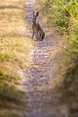 brown hare on path