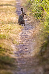 brown hare on path