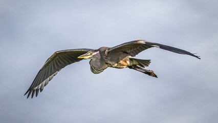 grey heron in flight with blue sky background 