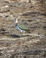 lapwing standing in mud 