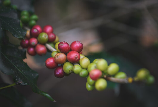 Coffee fruit seeds in a bouquet.