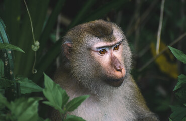 Portrait of a wild monkey in Thailand's Khao Yai National Park.