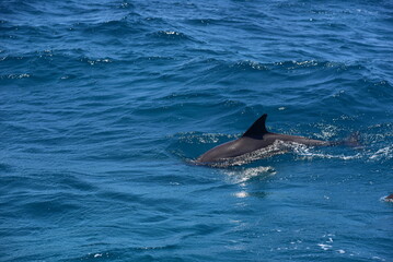 Fototapeta premium dolphins breaching through the surface