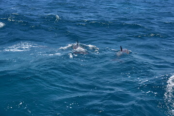 Naklejka premium school of dolphins breaching through the surface