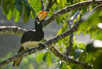 Oriental pied hornbill.