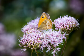 brown meadow buttery on agrimony flower