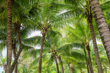 Fototapeta na wymiar Coconut trees can be seen everywhere in Sanya