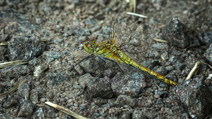 Obraz na płótnie Canvas close up of dragonfly on path