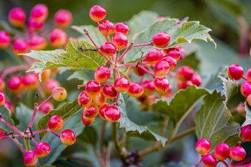 red berries on a viburnum branch