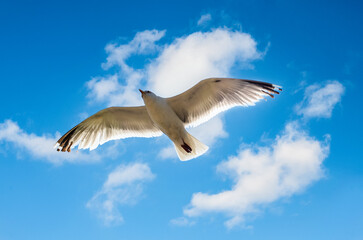 Pretty seagull hovering in a clear sky