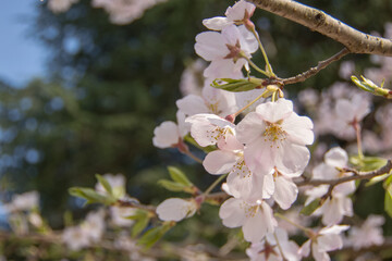 Cherry blossoms in spring, Japan