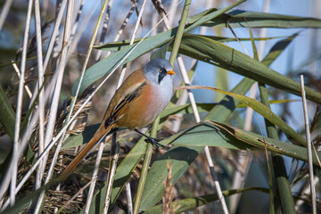 male bearded tit in reed bed with blue sky