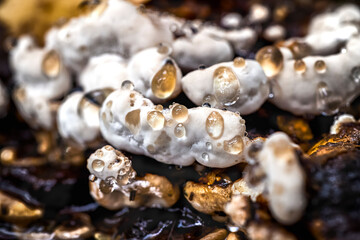 fungi with water drops