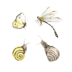 Set of animals and insects living on lake or swamp, cute snails, butterfly and dragonfly, isolated watercolor illustration for your design.