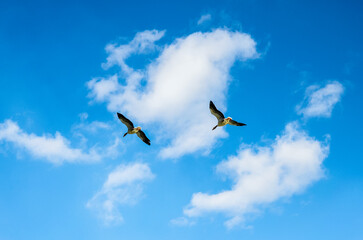 Group of wild geese hovering in a clear sky