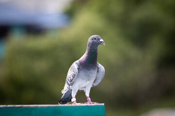 portrait full body of homing pigeon standing outdoor