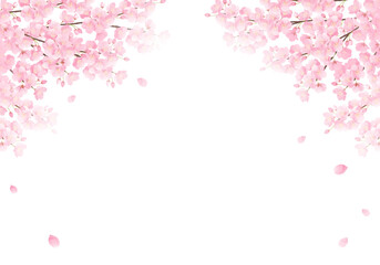 水彩の桜のベクターイラスト背景 © Honyojima