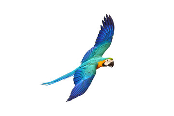 Colorful Macaw parrot flying isolated on transparent background png file