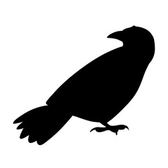 Crow Silhouette Illustrations	
