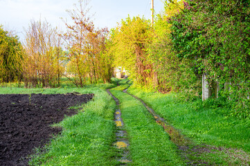 Path through green trees, country side