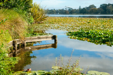 Lake edge with wooden barrier and aquatic plants