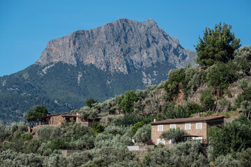 Fototapeta na wymiar olive grove and Puig Major in the background, Soller valley, Mallorca, Balearic Islands, Spain