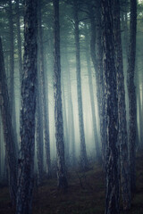 Fototapeta premium misty autumn forest 