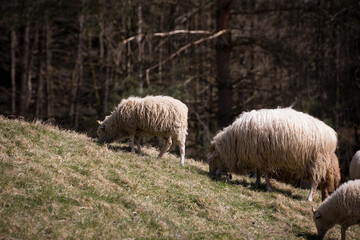 Naklejka premium Sheep eating while grazing in front of the forest.