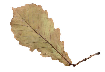 Oak leaf on isolated background.