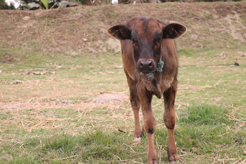 Amazing calf in the village field in Bangladesh