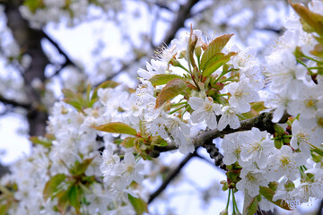 Cherry blossoms