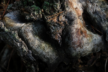 Design nature. Bark beetles texture on wood. 