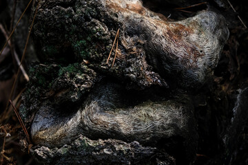 Bark beetles texture on wood. Design nature.