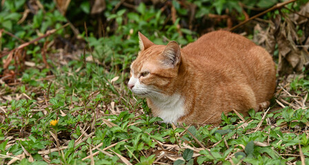 Domestic cat in a beautiful afternoon