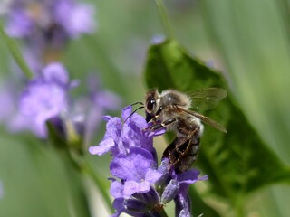 gros plan d'une abeille en plein travail butinant une fleur de lavande violette dans un jardin en été
