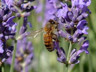 abeille butinant sur une fleur de lavande violette dans un petit jardin par une belle journée d'été