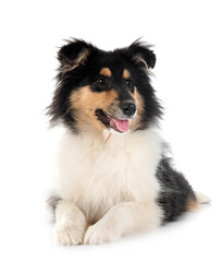 rough collie in studio