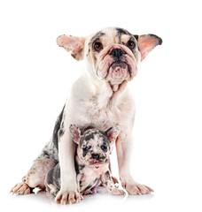 french bulldog and puppy in studio