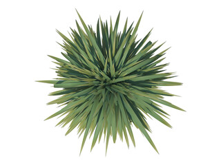 Palm Tree alpha channel png top view